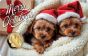 Merry Christmas  1/1000 oz Gold coin in Card - Christmas Dogs with Santa's Hat