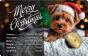 Merry Christmas  1/1000 oz Gold coin in Card - Christmas Dogs with Santa's Hat